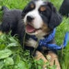 Bernese Mountain dog, BMD puppies