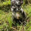 Rehoming one female frenchie left