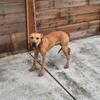 ADBA/ APBT Female
