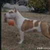 AKC American Staffordshire Terrier puppies