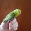 Parrotlet baby ready for adoption!