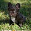 Female Full Fluffy Frenchie