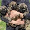 Bouvier Des Flandres Puppies, Imported Bloodlines
