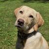 8 Month Female Yellow Lab Looking for Home