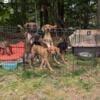 Coonhound mix for free, just good home please