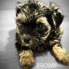 CKC SHORKIE PUPPIES 