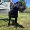 Akc lab