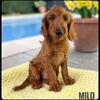Milo