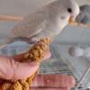 Baby Handfed English budgie parakeets