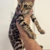 Bengal kittens ready now!