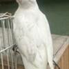 Male Baby cockatiel beautiful