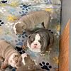 Akc English Bulldog Puppies