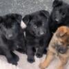 German Shepherd Puppies 