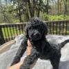 Male golden doodles