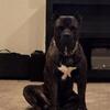 Presa Canario male for STUD