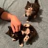 PENDING~ 2 female long hair black & white barn kittens