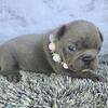 Blue female frenchton