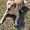 Female Fully Intact Yellow Lab