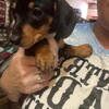 Mini dachshund male