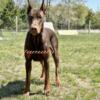 Full European Doberman pups, whelped Male reservations available!