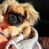 Adorable Female Pekingese Puppy Looking for a Loving Home