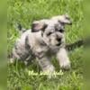 T Cup & Toy Schnauzers and Schnoodle Puppies