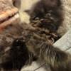 Beautiful persian kittens for sale