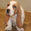 Basset Hound Puppies