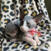 Super sweet n spoiled Hairless Sphynx kitten Ready Now