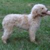 Litter of AKC Moyen Poodle Puppies! Black, Red & Apricot Parti-Colored Females!