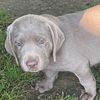 Silver Lab Puppy