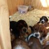 Male Bassett hound puppies