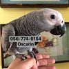 Baby African Grey Congo