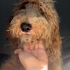 Goldendoodle 