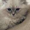 Hypoallergenic Siberian ( Neva Masquerade) Kittens with Stunning Blue Eyes