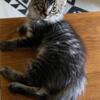 *Adorable Maine Coon Kitten*