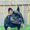 French Bulldog stud