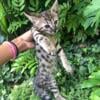 Savannah f6 kittens exotic