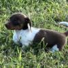 Female AKC miniature dachshund