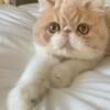 Exquisite registered exotic Shorthair Persians