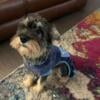 Male Schnauzer looking for pet home