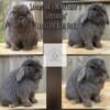 Proven & Pedigreed Blue Holland Lop Buck