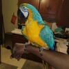 Blue and gold macaw