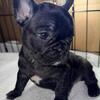 AKC Registered French Bulldogs