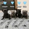 French bulldog puppies