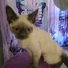 devon rex female sarah jane blue point