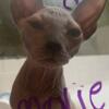 Sphynx kitten-available for reserve