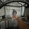 African grey