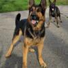 AKC Registered Working Line German Shepherd PUPPIES