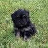 Shih Tzu Bichapoo Mix female puppies